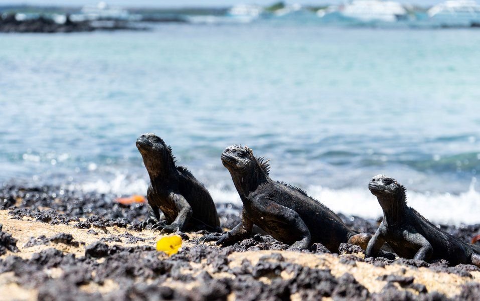 Academy Bay — Marine iguanas on the Puerto Ayora shoreline